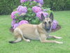 Malinois Foto: Meine Cim ist 11/2 jahre alt und sehr verschnust,aufmerksamund folgsam (ID 26264) Malinois Hund