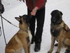 Malinois Foto: Molly und ihr Bruder Don (ID 32603) Malinois Hund