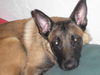 Malinois Foto: Molly erwachsen (ID 32602) Malinois Hund