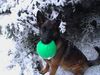 Malinois Foto: Tapu aus Namibia (4 Jahre) (ID 2693) Malinois Hund