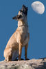 Malinois Foto: Enya macht den Wolf... (ID 43082) Malinois Hund