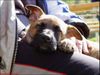Malinois Foto: Unika des Teutones mit 8 Wochen (ID 11786) Malinois Hund