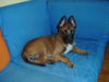 Malinois Foto: kleiner Mali,ganz süß (ID 32597) Malinois Hund