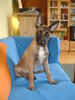 Malinois Foto: kleiner Mali,ganz süß (ID 32598) Malinois Hund