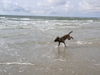 Malinois Foto: Loona ist eine Wasserratte. (ID 36353) Malinois Hund