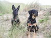 Malinois Foto: Loona und Nino sind unzertrennlich. (ID 36350) Malinois Hund