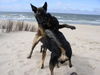 Malinois Foto: Loona und Nino in Action am Strand. (ID 36352) Malinois Hund