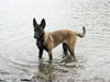 Malinois Foto: Loona ist eine Wasserratte. (ID 36351) Malinois Hund