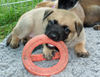 Malinois Foto: Ahab (ID 40254) Malinois Hund