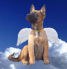 Malinois Foto: Kleiner Engel (wenn sie schläft *g*) (ID 39533) Malinois Hund
