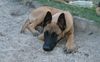 Malinois Foto: Arielle, 5 Monate (ID 5972) Malinois Hund