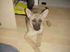 Malinois Foto: Bin ich nicht süüüüüüsssss? (ID 36371) Malinois Hund