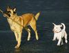 Malinois Foto: Bambi - VPG 3 und Agility 3 (ID 2611) Malinois Hund