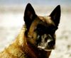 Malinois Foto: Bambi vom Haus Seli in Dänemark (ID 2609) Malinois Hund