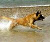 Malinois Foto: Bambi - VPG 3 und Agility 3 (ID 2610) Malinois Hund