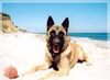 Malinois Foto: Bambi als Junghund (ID 2623) Malinois Hund