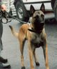 Malinois Foto: Unser Bandit. (ID 7102) Malinois Hund