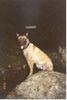 Malinois Foto: und noch einmal unser Bandit (ID 7104) Malinois Hund