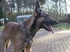 Malinois Foto: Boris... (ID 4318) Malinois Hund