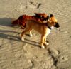 Malinois Foto: Chico und Ginny an der See (ID 27459) Malinois Hund