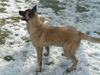Malinois Foto: coco (ID 19466) Malinois Hund