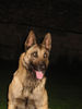 Malinois Foto: Koko (Kosova) (ID 39670) Malinois Hund