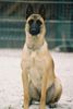 Malinois Foto: Dinga vom Haus Kugel (ID 30629) Malinois Hund