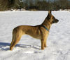 Malinois Foto: Malihündin (ID 27850) Malinois Hund