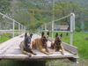 Malinois Foto: Bosco mit seinem vater und bruder (ID 4354) Malinois Hund