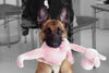 Malinois Foto: Elix vom Satansberg (ID 43838) Malinois Hund