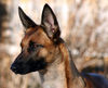 Malinois Foto: Elix vom Satansberg (ID 43837) Malinois Hund