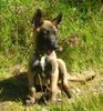 Malinois Foto: hier mein mali rüde mit ca 4 monaten Eider von Watzdorf (ID 28243) Malinois Hund
