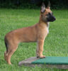 Malinois Foto: Elix vom Satansberg (ID 39880) Malinois Hund