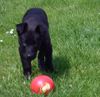 Malinois Foto: Bellyeu's Fay ( working line) 7 Wo. alt (ID 44243) Malinois Hund