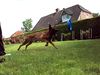 Malinois Foto: Kerou ( Bellyeu) (ID 44551) Malinois Hund