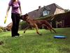 Malinois Hund