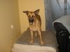 Malinois Foto: sendy (ID 3959) Malinois Hund