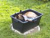 Malinois Foto: Jason vom Land Kärnten beim Baden (ID 7392) Malinois Hund
