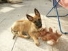 Malinois Foto: alice (ID 25999) Malinois Hund