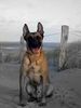 Malinois Foto: Kerou ( Bellyeu) (ID 44557) Malinois Hund