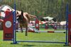 Malinois Foto: Kerou (Kee) (ID 46070) Malinois Hund