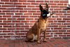 Malinois Hund