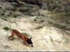 Malinois Foto: Kerou ( Bellyeu) (ID 44979) Malinois Hund