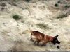 Malinois Foto: Kerou ( Bellyeu) (ID 44984) Malinois Hund