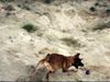 Malinois Foto: Kerou ( Bellyeu) (ID 44980) Malinois Hund