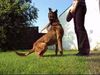 Malinois Foto: Kerou ( Bellyeu) (ID 44562) Malinois Hund
