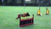 Malinois Foto: Kerou ( Bellyeu) (ID 44971) Malinois Hund