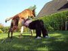 Malinois Foto: Kerou ( Bellyeu) (ID 44566) Malinois Hund