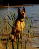 Malinois Foto: Kerou (Bellyeu) (ID 46071) Malinois Hund
