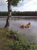 Malinois Foto: Kerou geht schwimmen (ID 44326) Malinois Hund